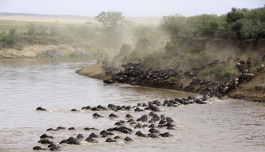 Wildebeest migration 