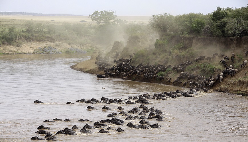 Wildebeest migration