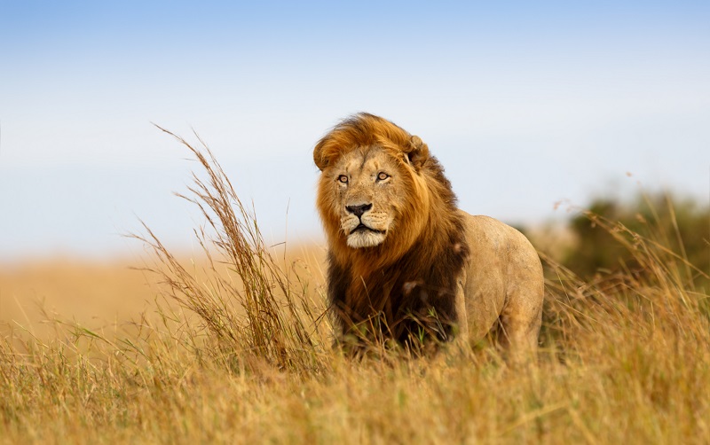 lion in masai mara