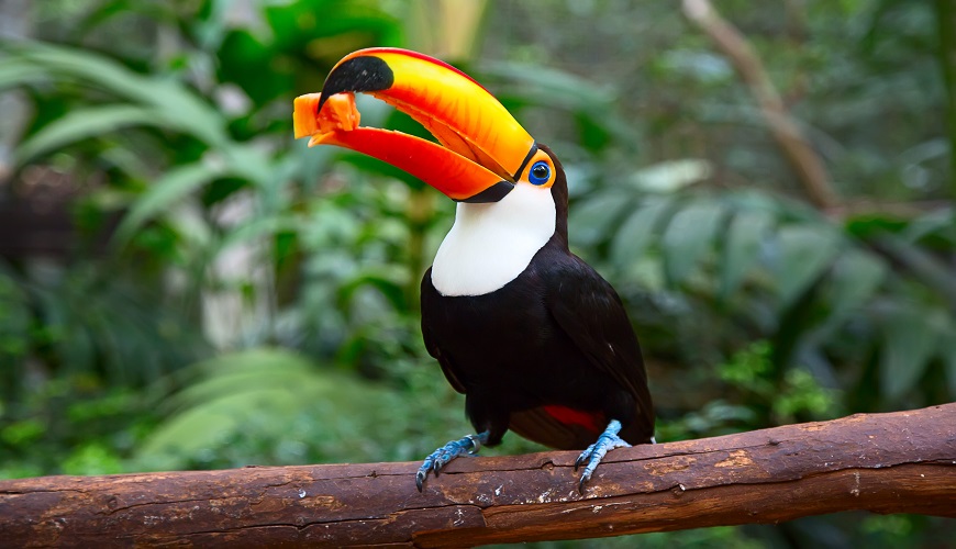 Toucan, Amazon Jungle, Amazon Jungle Trek, Peru, South America, Amazon Jungle Tour
