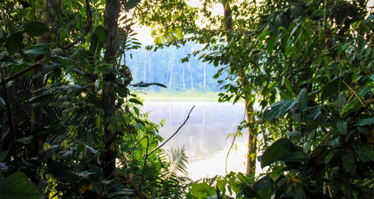 Amazon Jungle in Peru