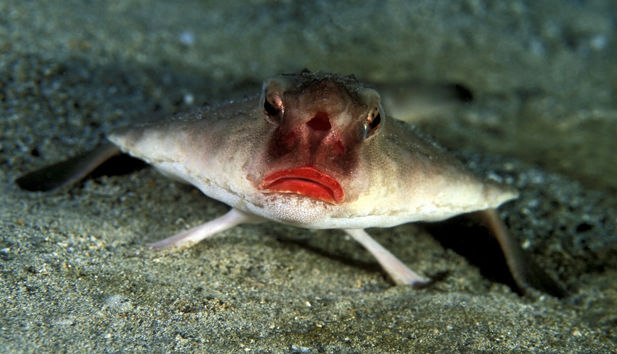 The Galapagos Batfish
