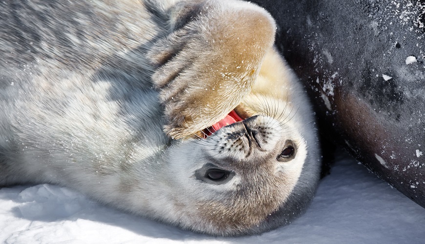 The Galapagos Fur Seal