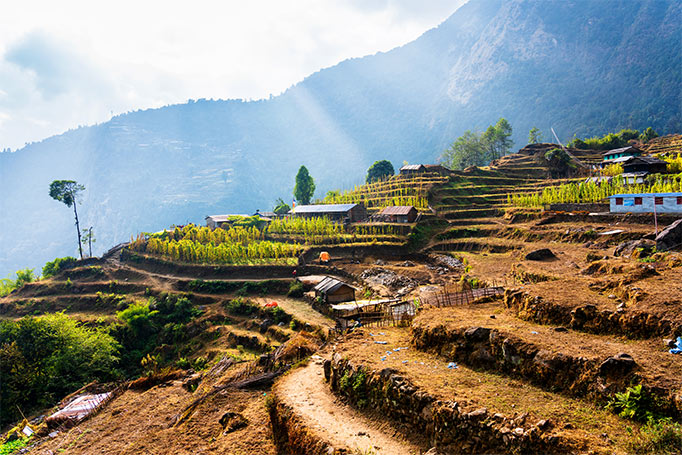 Rice Paddies in Nepal