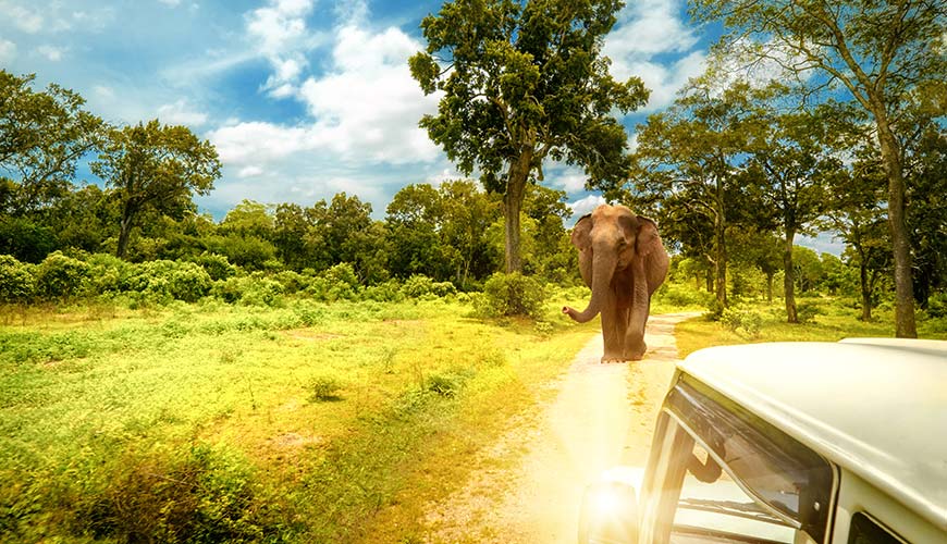 Elephant safari in Yala National Park on a tour to Sri Lanka and the Maldives