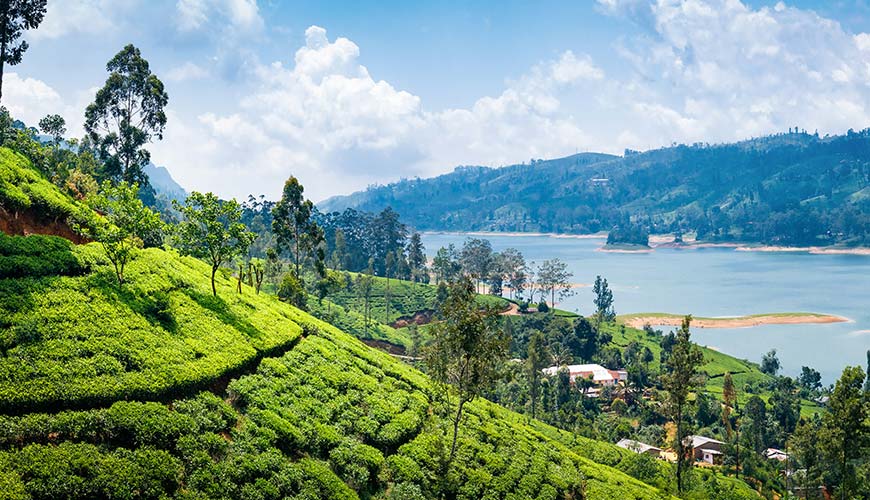Tea plantations and a river on a Sri Lanka and Maldives tour