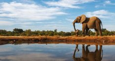 An elephant and its reflection in the water in Botswana