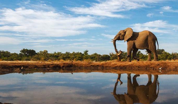 An elephant and its reflection in the water in Botswana