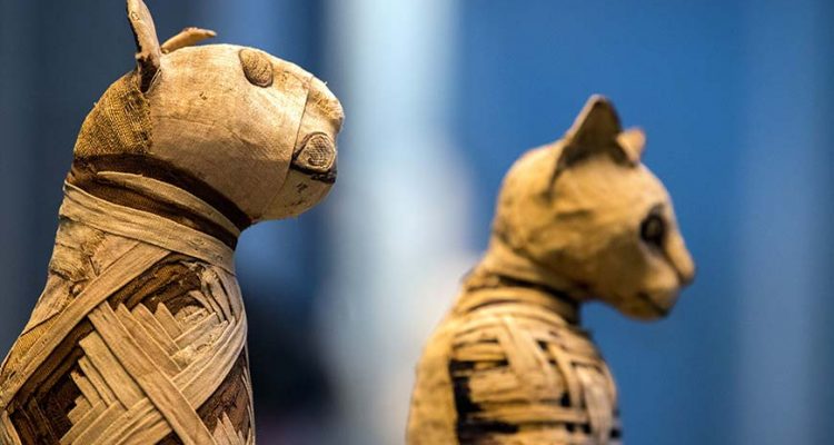 two mummified cats in a museum in egypt