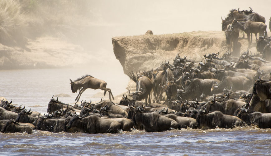 Wildebesst Migration