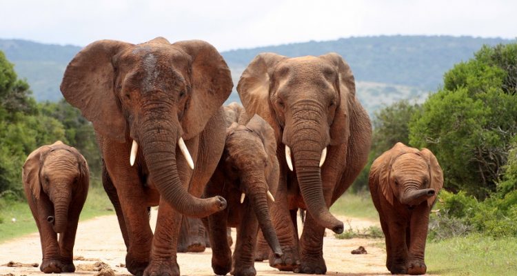 World Elephant Day