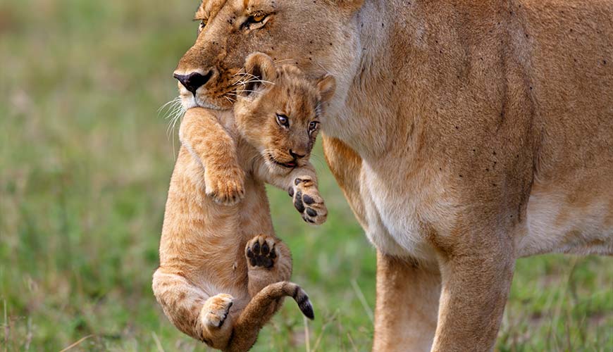 lion carrying her cub in a national park in kenya, travel experiences for families