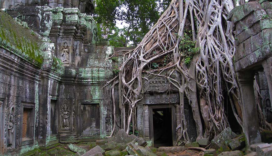 tree growing on ancient temple in angkor wat