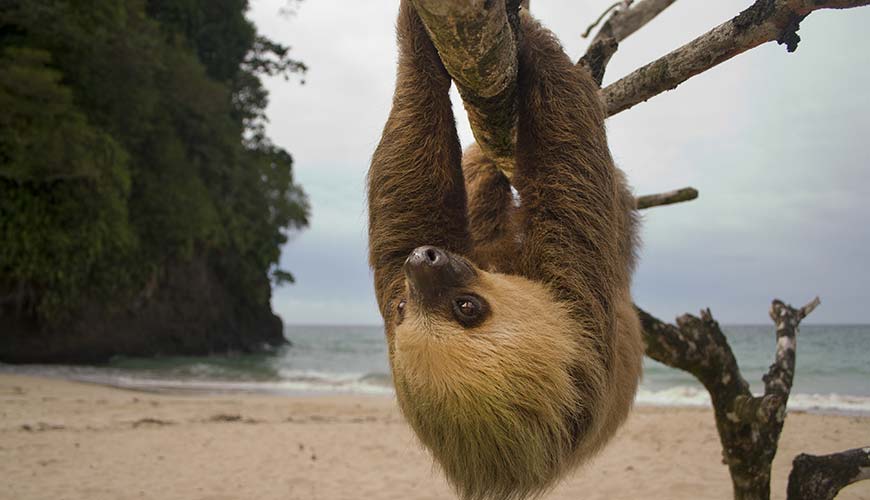 sloth hanging upside down in tree in manuel antonio national park costa rica, travel experiences for families