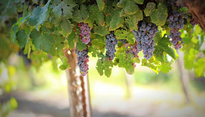 dark and ripe grapes in israeli vineyard, things to do in israel