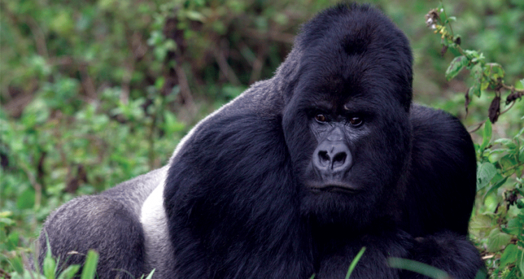 World Gorilla Day 2019