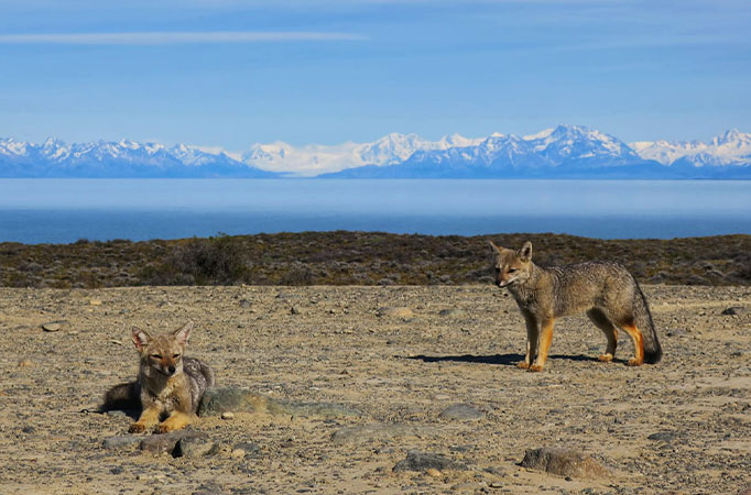 two foxes relaxing in front of the mountains in los glaciares national park 