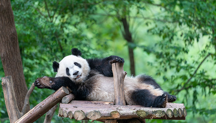 Panda in China lying on wooden platform, china is one of the best places to go in April