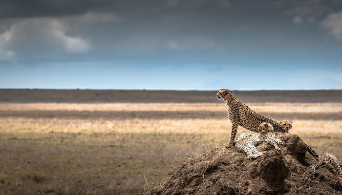 A family of cheetahs staring over the plains of the Serengeti in Tanzania