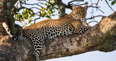 A leopard lazes on a tree branch in Tanzania