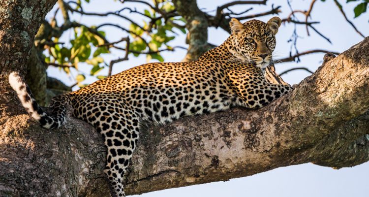 A leopard lazes on a tree branch in Tanzania