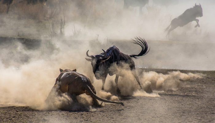 A lioness chases a lone wildebeest in the dusty plains of the Serengeti