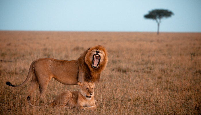 Male and female lion in Kenya, Africa