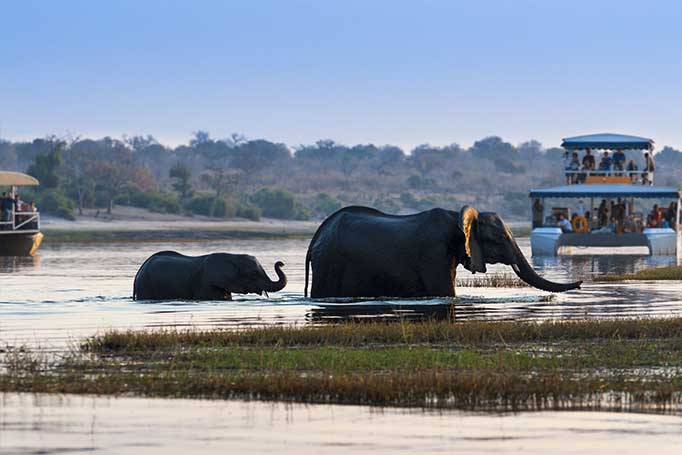River Cruise in Chobe National Park