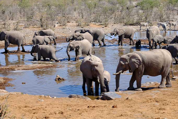 Elephants in Etosha National Park