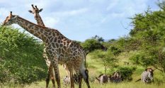 Giraffes grazing in Kruger National Park