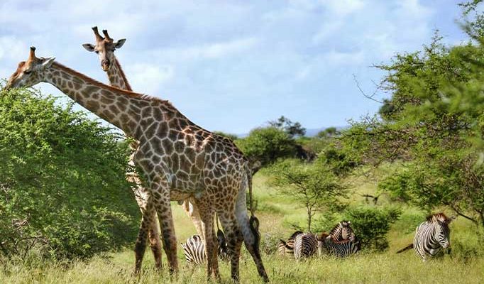 Giraffes grazing in Kruger National Park