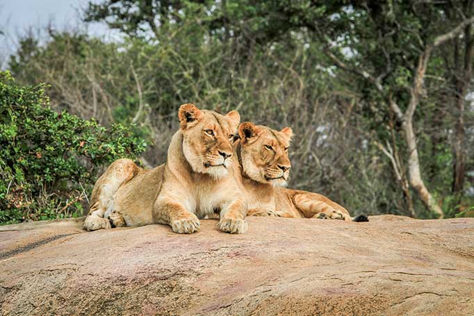 Lion relaxing in Kruger National Park