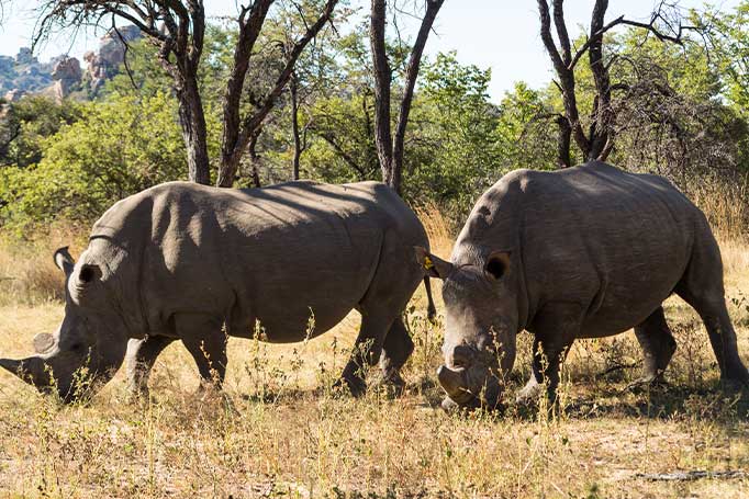 Rhino's in Matobo National Park