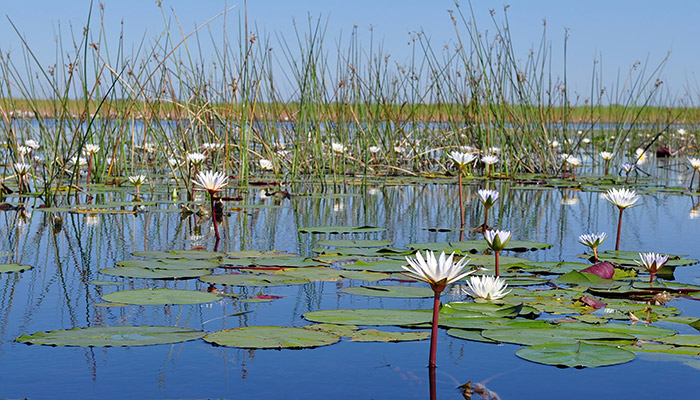 Water lilies on the Okavango Delta in Botswana