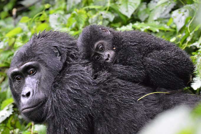 Gorillas in Bwindi Impenetrable Forest - Uganda 