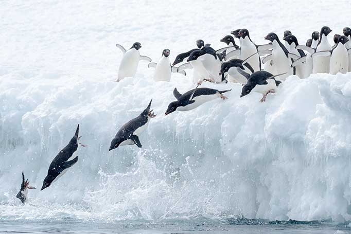 Penguins are one of the many animals featured in Our Planet
