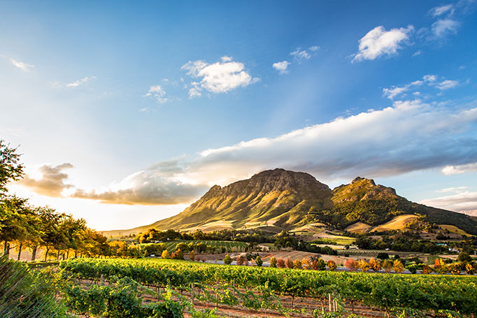 Vineyards outside Cape Town