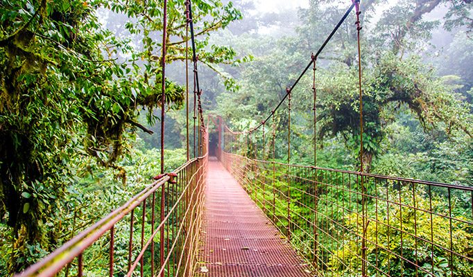 Bridge in the Cloud Forest in Costa Rica