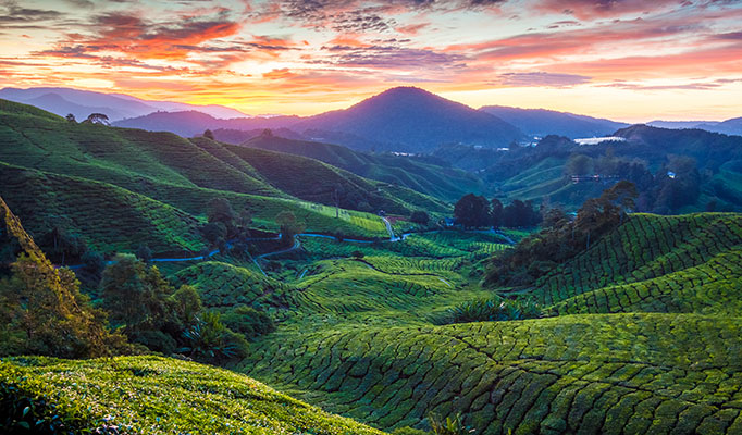 Scenic view of lush green Cameron Highlands in Malaysia