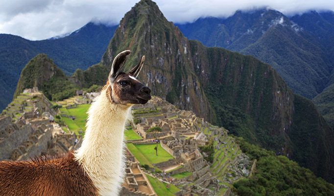 Llama enjoying the view of iconic Machu Picchu
