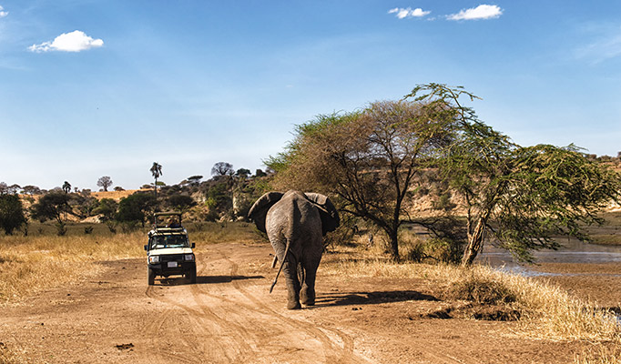 Travellers spot an elephant during safari in the Serenegeti National Park in Tanzania