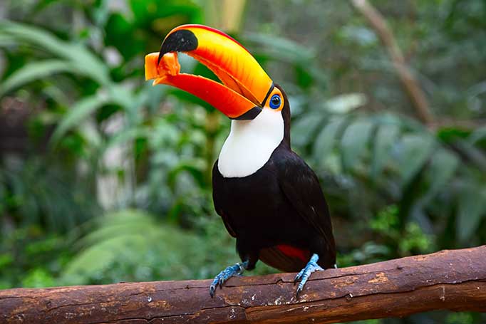Image of a toucan in the Amazon Jungle