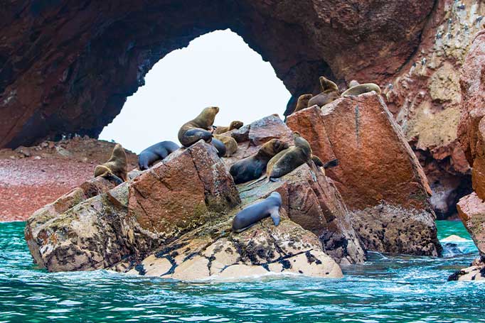 Image of sea lions on a rock on the Ballestas Islands