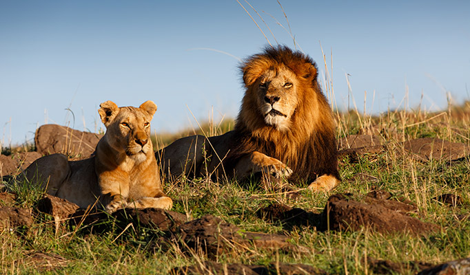 Lions in Masai Mara, one of the best places to go in August