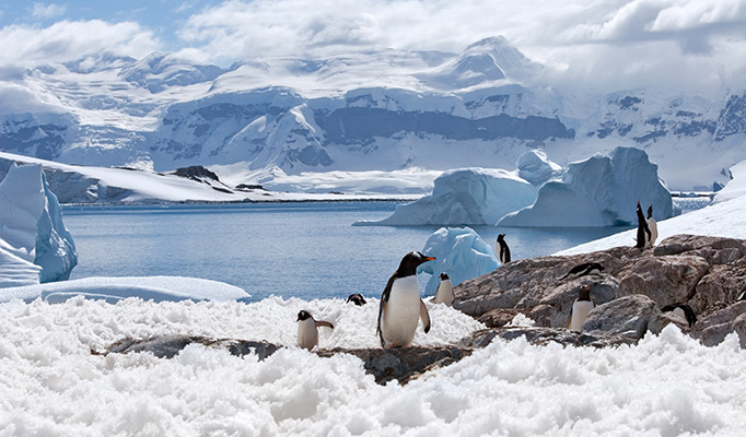 Penguin in Antarctica, it's one of the best places to travel in January