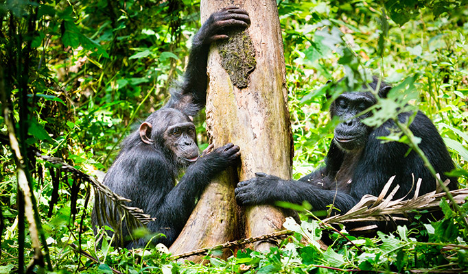 Chimpanzee's in Kibale Forest, one of the best things to do in January