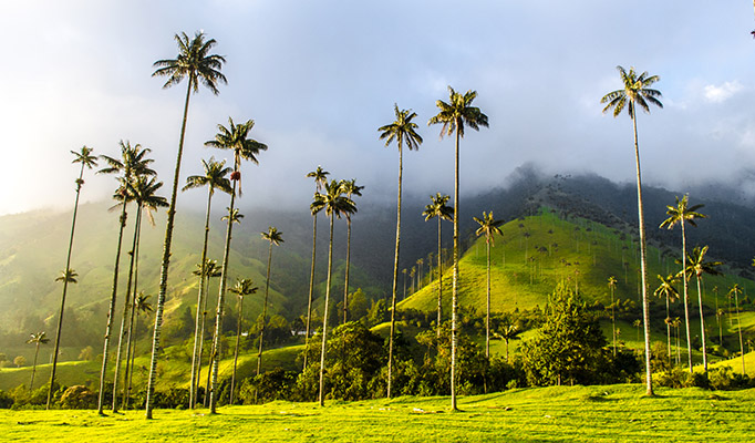 Cocora Valley in Colombia is one of the best places to travel in January
