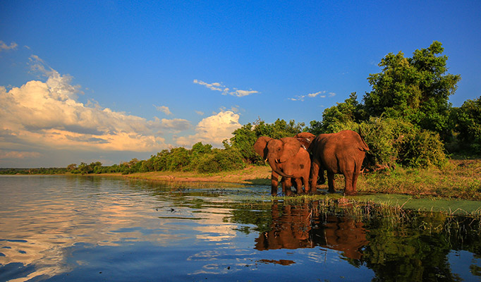 Elephants in Kruger National Park in South Africa, one of the best places to visit in August