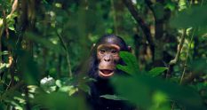 Chimpanzee in Kibale Forest in Uganda