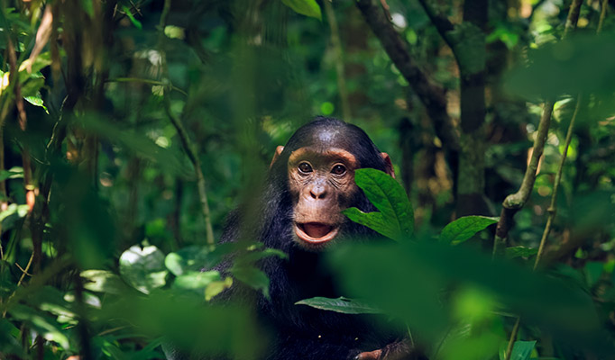 Chimpanzee in Kibale Forest in Uganda
